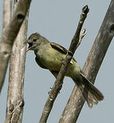 Yellow-bellied Elaenia