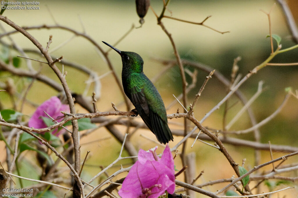 Glittering-bellied Emerald male