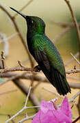 Glittering-bellied Emerald