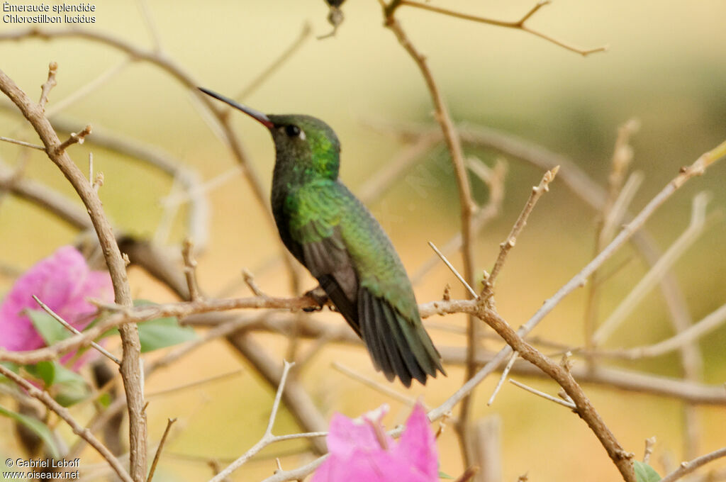 Glittering-bellied Emerald male