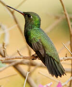 Glittering-bellied Emerald