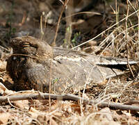 Savanna Nightjar