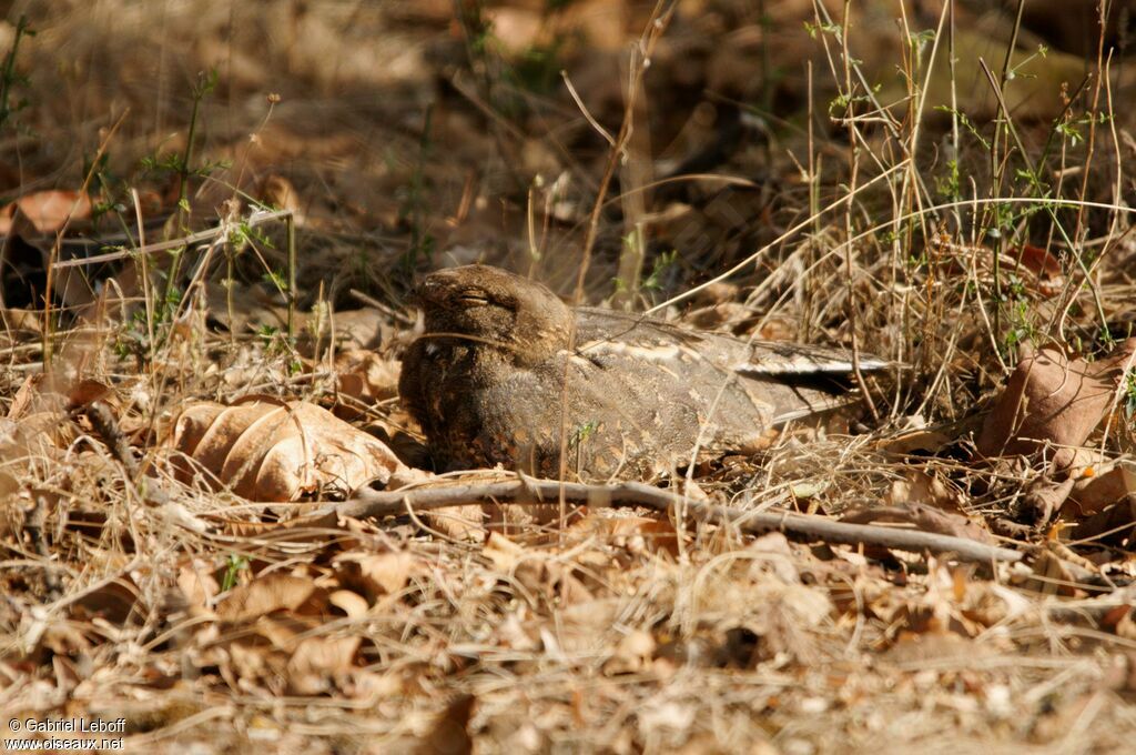 Savanna Nightjar