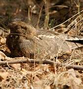 Savanna Nightjar