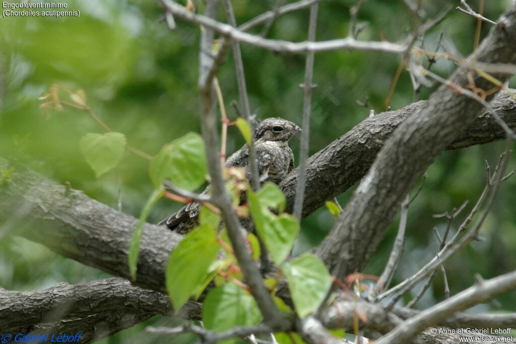 Lesser Nighthawk