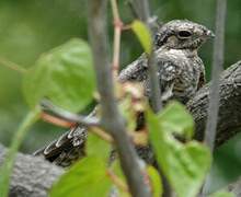 Lesser Nighthawk