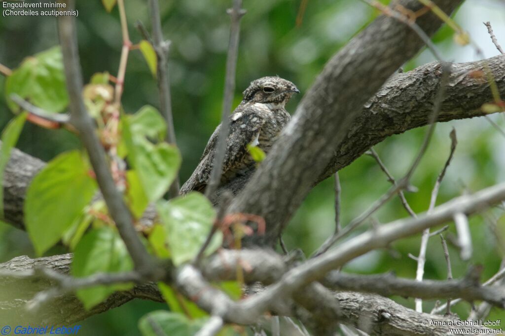 Lesser Nighthawk