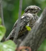 Lesser Nighthawk