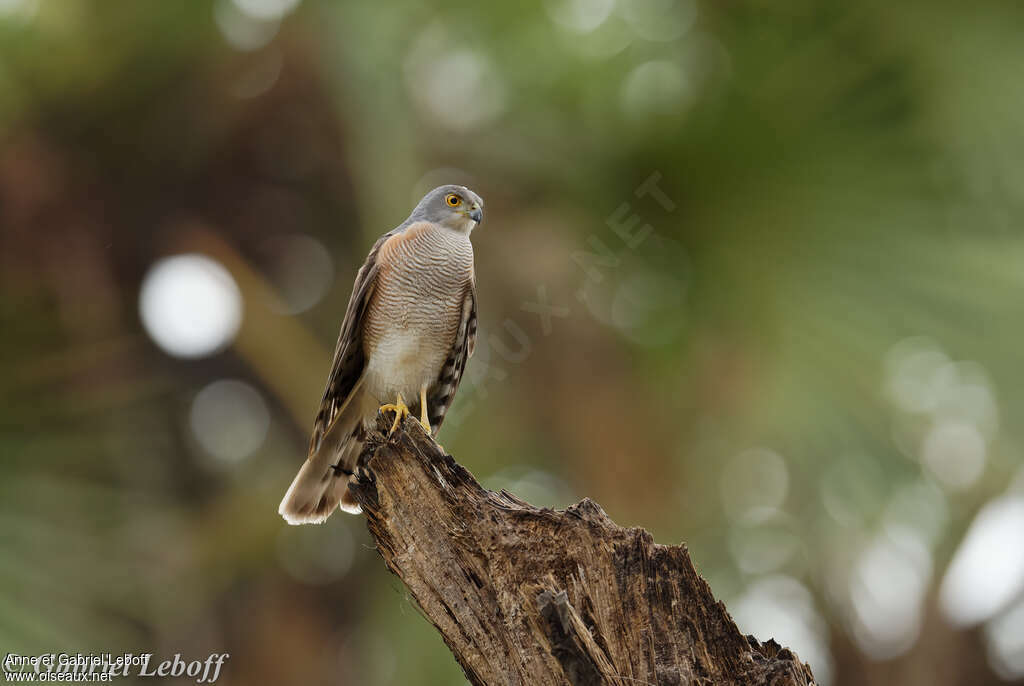 Little Sparrowhawkadult, close-up portrait