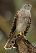 Little Sparrowhawk