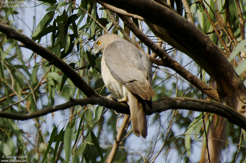 Shikra