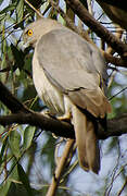 Shikra