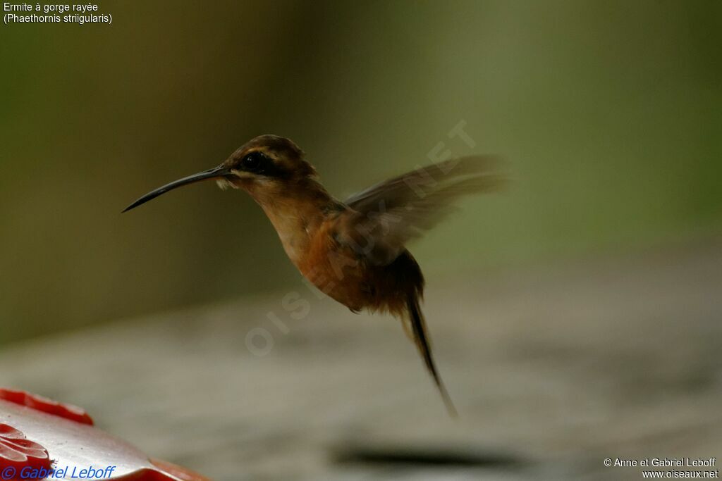 Stripe-throated Hermitadult