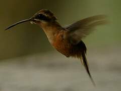 Stripe-throated Hermit