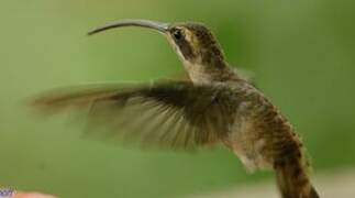 Stripe-throated Hermit