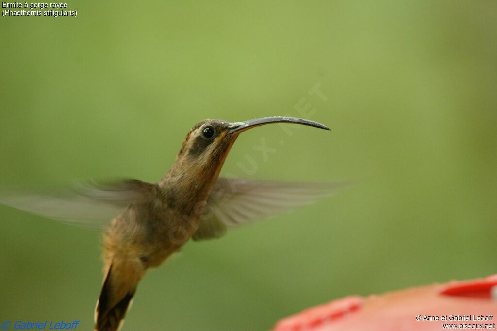 Stripe-throated Hermitadult