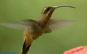 Stripe-throated Hermit