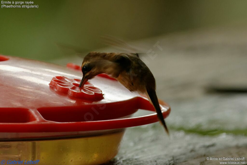 Stripe-throated Hermitadult