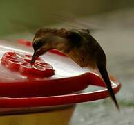 Stripe-throated Hermit