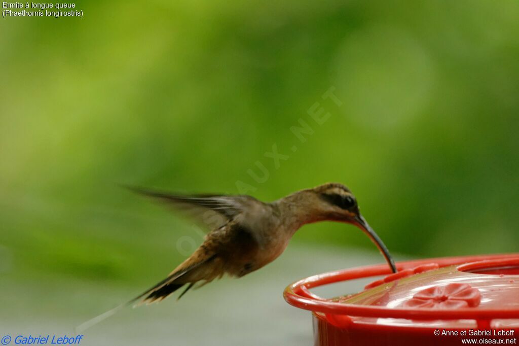 Long-billed Hermitadult