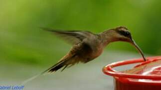 Long-billed Hermit