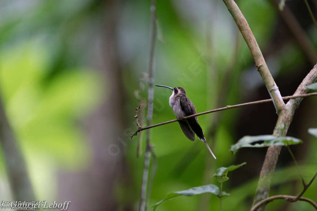 Pale-bellied Hermitadult, identification