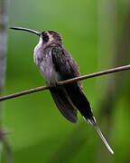 Pale-bellied Hermit