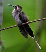 Pale-bellied Hermit