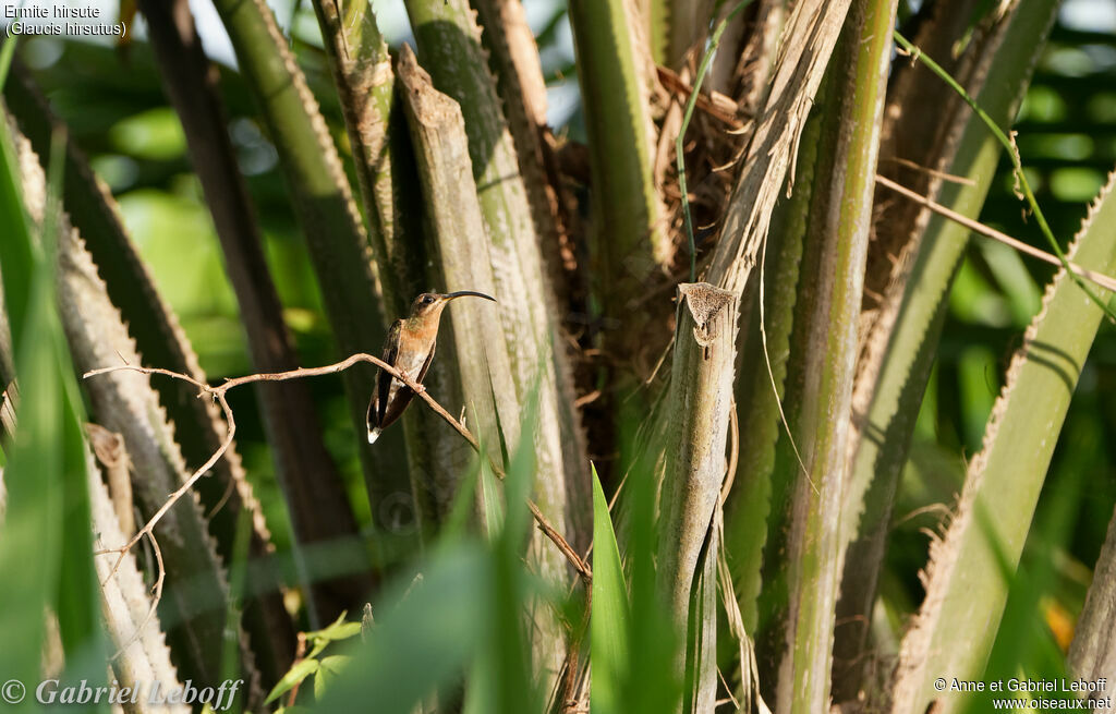 Rufous-breasted Hermit