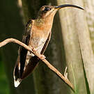 Ermite hirsute