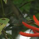 Ermite vert