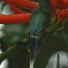 Ermite vert