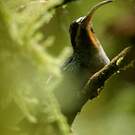 Ermite vert