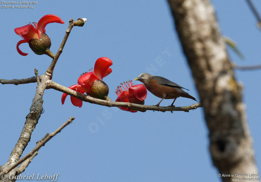 Chestnut-tailed Starling male adult