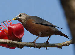 Chestnut-tailed Starling