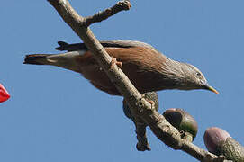 Chestnut-tailed Starling