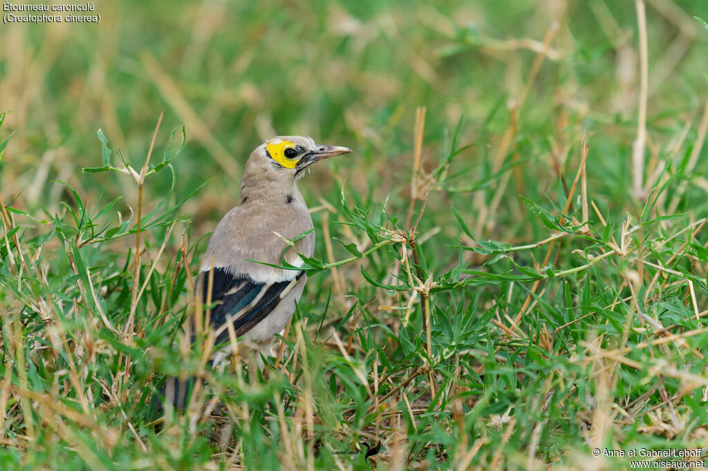 Wattled Starling