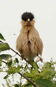 Brahminy Starling