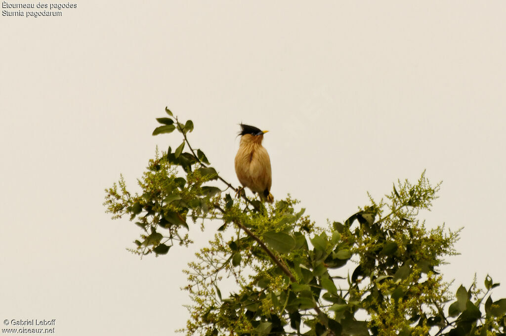 Brahminy Starling