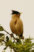 Brahminy Starling