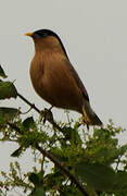 Brahminy Starling