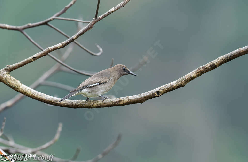 Madagascan Starling female