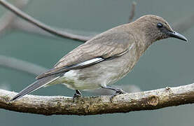 Madagascan Starling