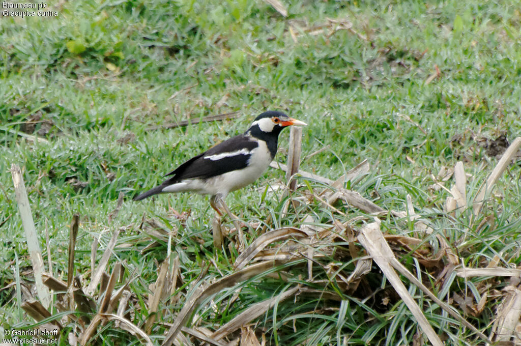 Indian Pied Myna