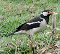 Indian Pied Myna