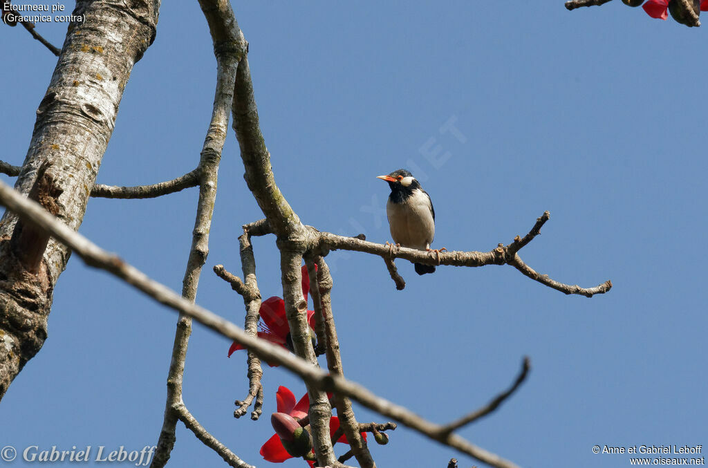 Pied Myna