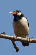 Pied Myna