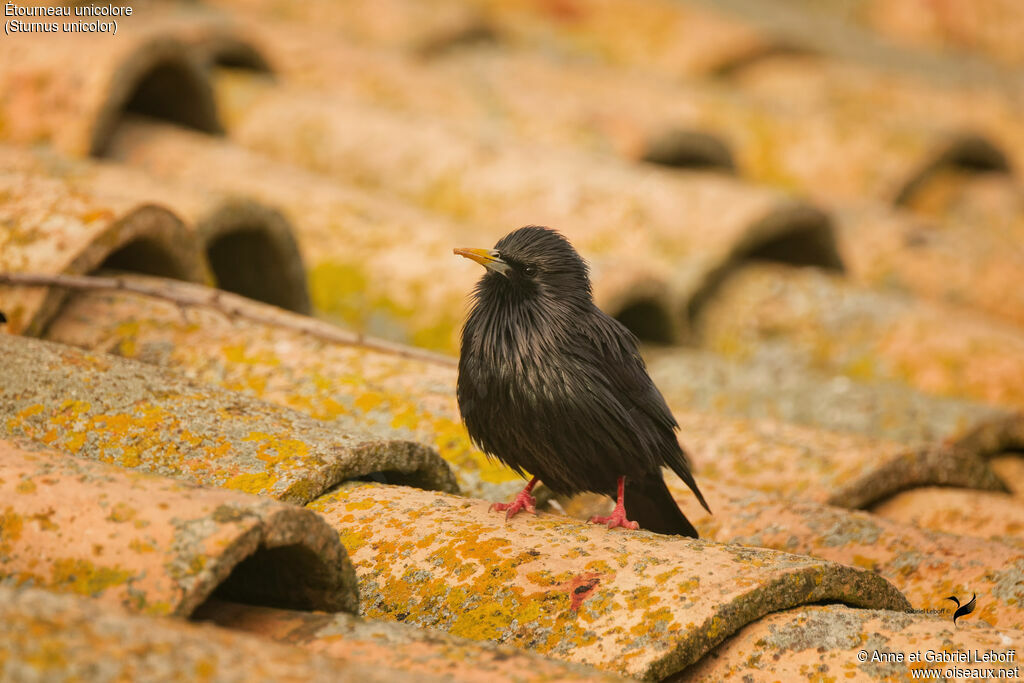 Étourneau unicolore