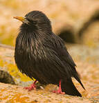 Étourneau unicolore