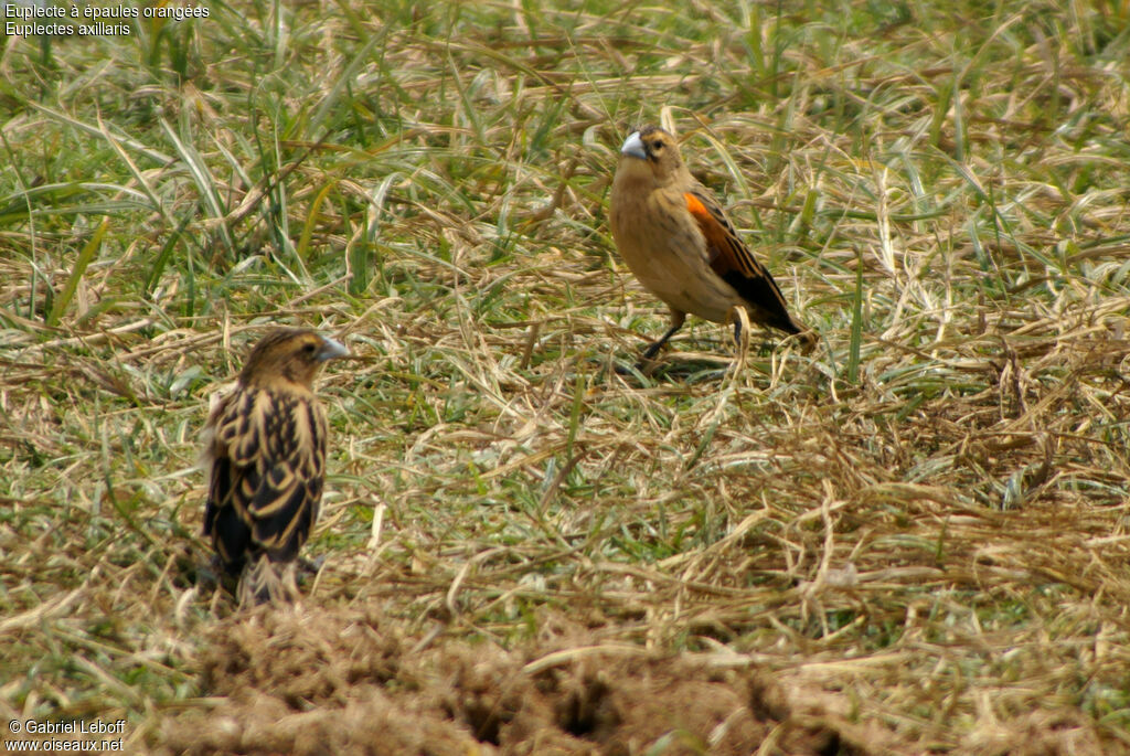 Fan-tailed Widowbird female juvenile